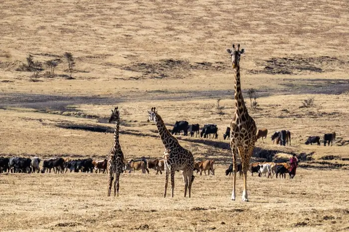 Amboseli National Park 5