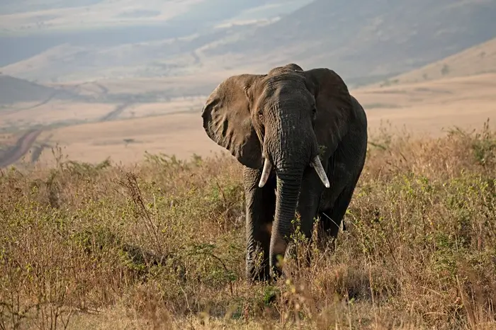 Amboseli National Park 4