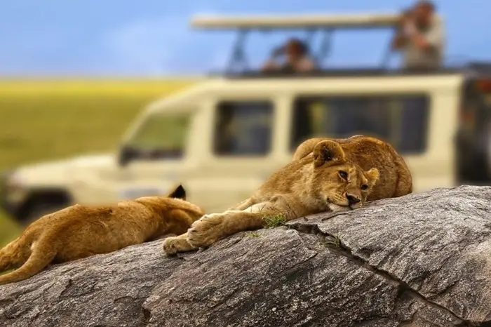 Tanzania Safari & Kilimanjaro Tours