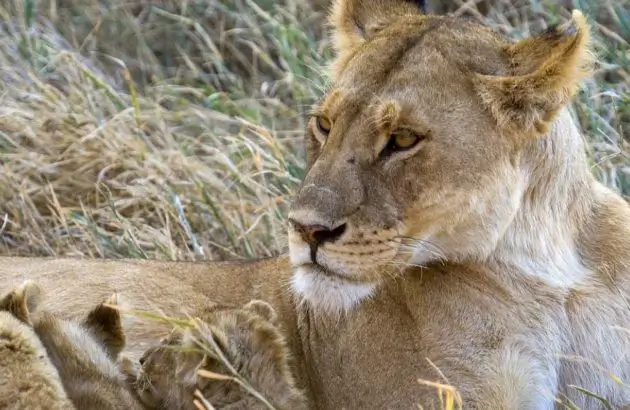 Tanzania Safari FAQ's